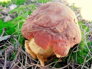 Klikni pro velký obrázek