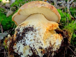 Klikni pro velký obrázek