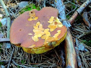 Klikni pro velký obrázek