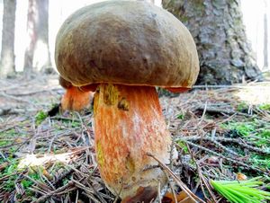 Klikni pro velký obrázek