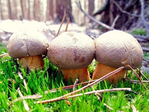 Klikni pro velký obrázek