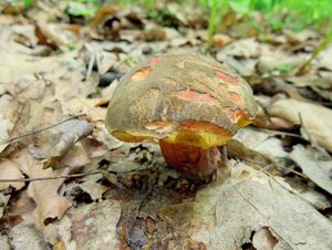 Klikni pro velký obrázek