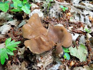 Klikni pro velký obrázek