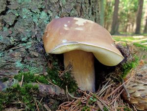 Klikni pro velký obrázek