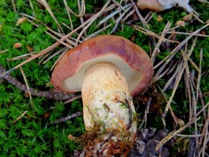 Klikni pro velký obrázek