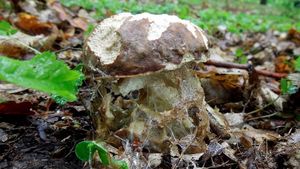 Klikni pro velký obrázek