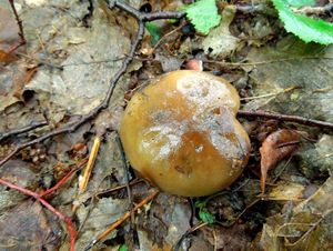 Klikni pro velký obrázek