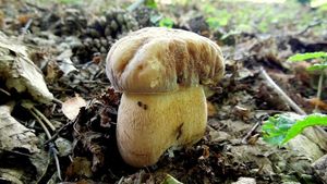 Klikni pro velký obrázek