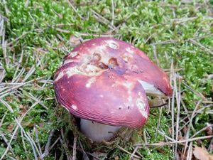 Klikni pro velký obrázek