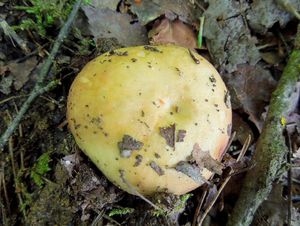 Klikni pro velký obrázek