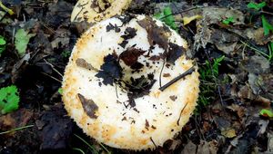 Klikni pro velký obrázek