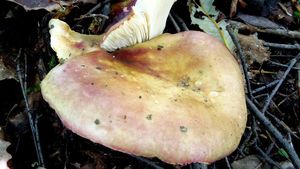 Klikni pro velký obrázek