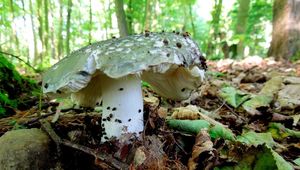 Klikni pro velký obrázek