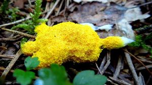 Klikni pro velký obrázek