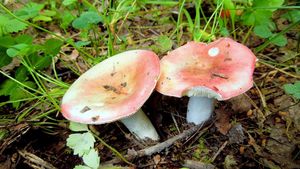 Klikni pro velký obrázek