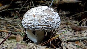 Klikni pro velký obrázek