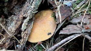 Klikni pro velký obrázek