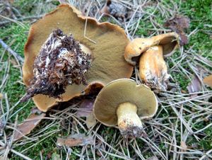 Klikni pro velký obrázek