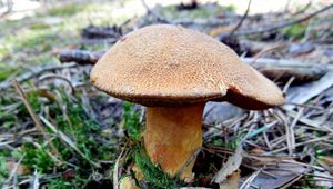 Klikni pro velký obrázek