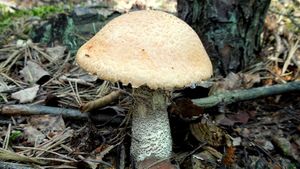 Klikni pro velký obrázek