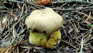 Klikni pro velký obrázek