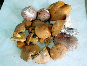 Klikni pro velký obrázek