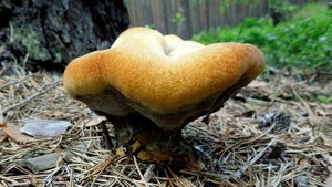 Klikni pro velký obrázek