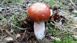 Klikni pro velký obrázek