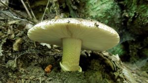 Klikni pro velký obrázek