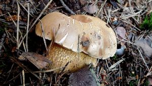 Klikni pro velký obrázek