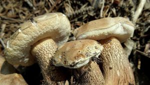 Klikni pro velký obrázek