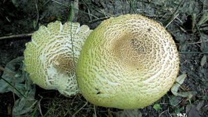 Klikni pro velký obrázek