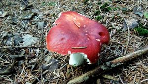 Klikni pro velký obrázek