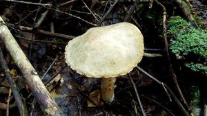 Klikni pro velký obrázek