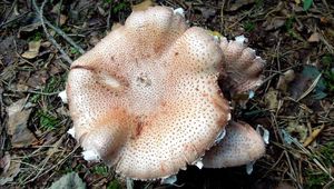 Klikni pro velký obrázek