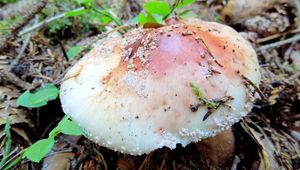 Klikni pro velký obrázek