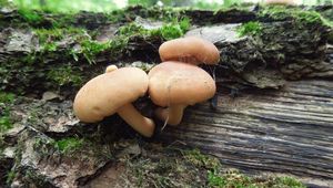 Klikni pro velký obrázek