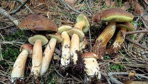 Klikni pro velký obrázek