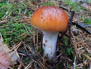 Klikni pro velký obrázek