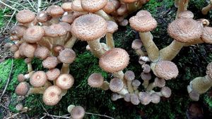 Klikni pro velký obrázek