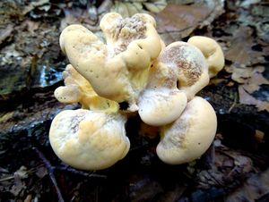 Klikni pro velký obrázek