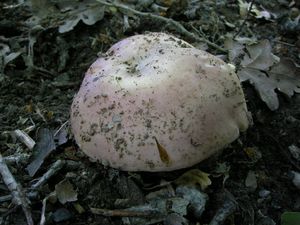 Klikni pro velký obrázek