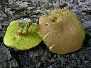 Klikni pro velký obrázek