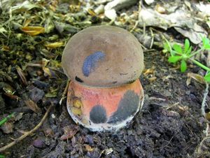 Klikni pro velký obrázek