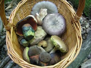 Klikni pro velký obrázek