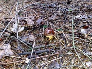 Klikni pro velký obrázek