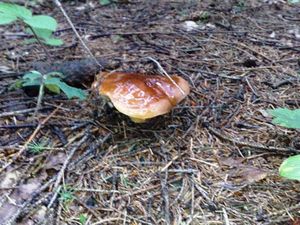 Klikni pro velký obrázek