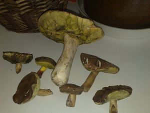 Klikni pro velký obrázek