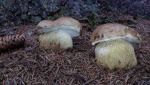 Klikni pro velký obrázek