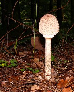 Klikni pro velký obrázek